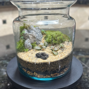 Plant and Moss Terrarium